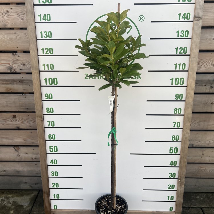 Vavrínovec lekársky (Prunus laurocerasus) ´NOVITA´ - výška 100-130 cm, kont. C5L (-21°C) NA KMIENKU